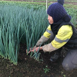 Shallot Bunch