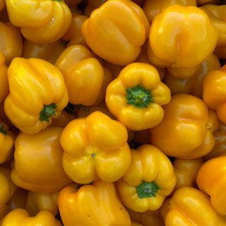 Capsicum Yellow KG