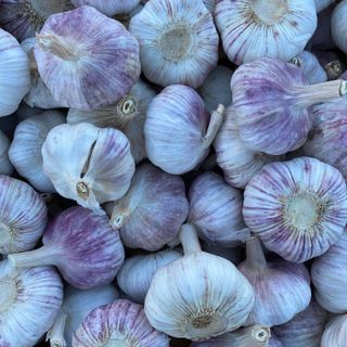 Aussie Garlic EA