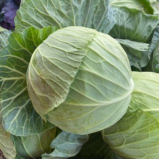 Green Cabbage (Full)