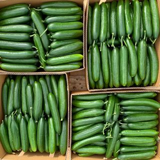 Lebanese Cucumber KG