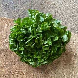 Hydro Lettuce