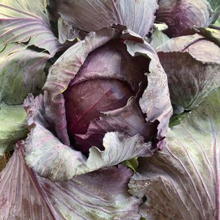 Red Cabbage (Full)