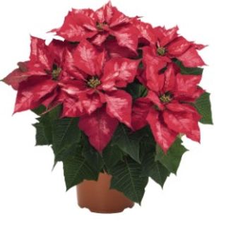 Iced Punch Poinsettia