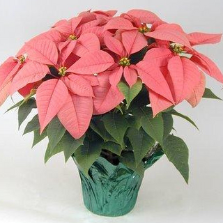 Pink Poinsettia