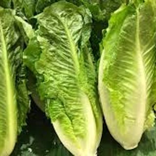 TH / Hydro Lettuce - Romain (Cos)  Order to cut