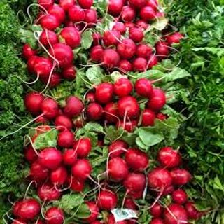 TH / ORGANICS Radish - Kg.