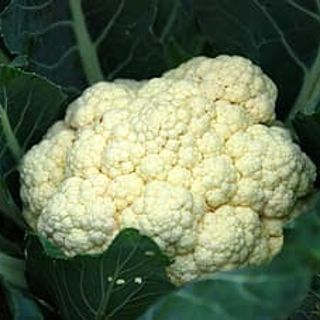 CN / Cauliflower - Kg.(pcs.400-600g.)