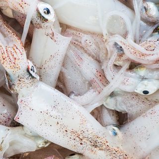 Squid (20 pieces)