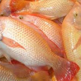 Red Tilapia (5 pieces)