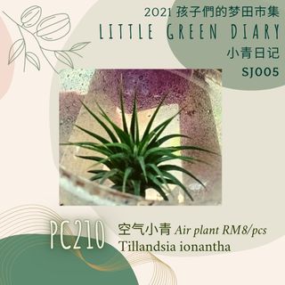 PC210 小青植物 - 空气小青 Tillandsia Ionantha 