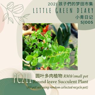 PC211 小青植物 - 圆叶多肉植物 Round Leave Succulent Plant