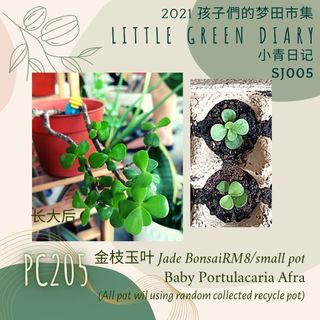 PC205 小青植物 - 金枝玉叶 Baby Portulacaria Afra 