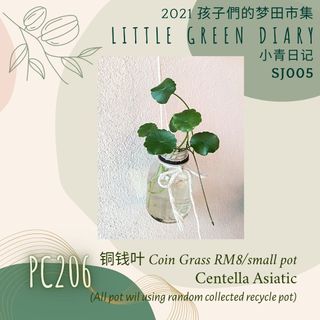 PC206 小青植物 - 铜钱叶 Centella Asiatic