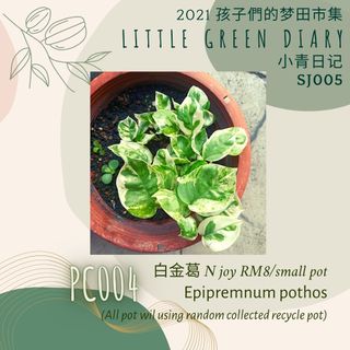 PC004 小青植物 - 白金葛 Epipremnum pothos