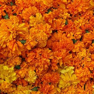 Marigold (Banthi) 100 gms