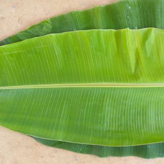 Banana Leaves (5)