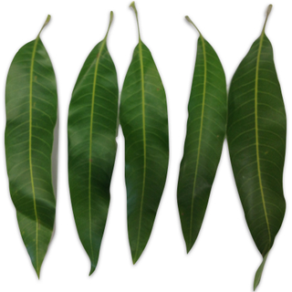 Mango Leaves (5)