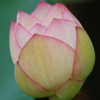 Lotus Each