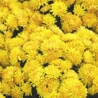 Chrysanthemums 100gms