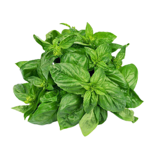 Basil Genovese (100g pack)