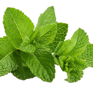 Peppermint (100g pack)