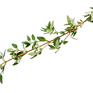 Thyme (Out of Stock)