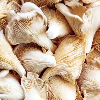 Oyster Mushrooms (90g Pack)