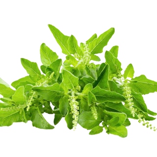 Holy Basil (Out of Stock)