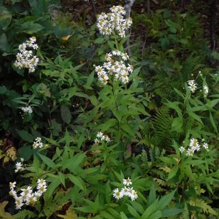 White wood aster, Eurybia divaricata (4")