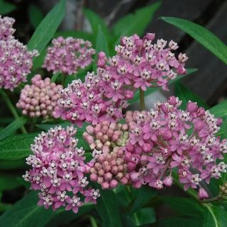 Swamp milkweed, Asclepias incarnata (4" pot)