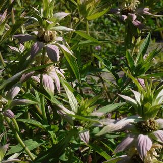 Spotted bee balm, Monarda punctata (4" pot)