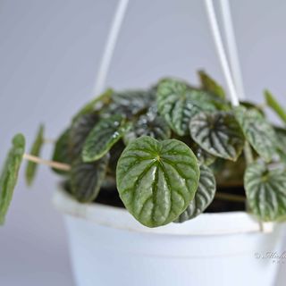 Peperomia Caperata 