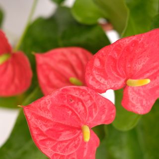 Anthurium 