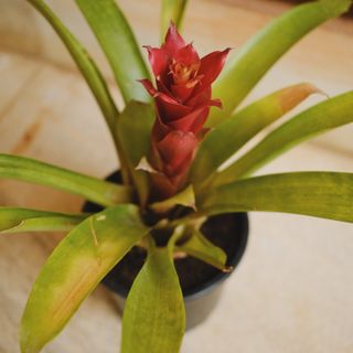 Bromeliads Guzmania