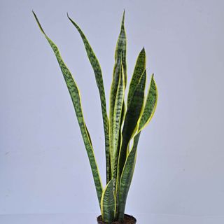 Sansevieria Superba