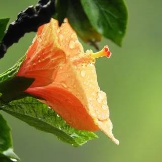 Hibiscus 