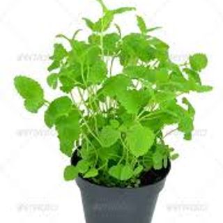 Lemon Balm