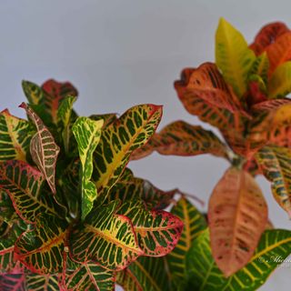 Croton