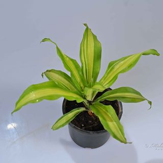 Dracaena Fragrans