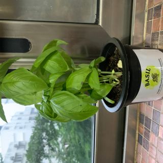 Sweet Basil