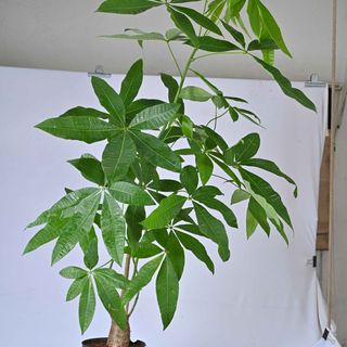 Pachira Money Tree Large