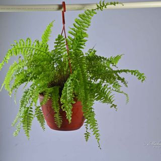 Fern