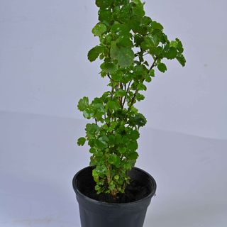 Aralia Green