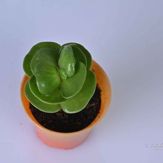 Portulaca Molokiniensis