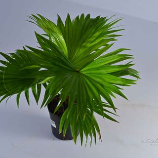 Livistona Palm