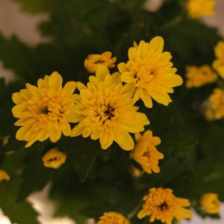 Chrysanthemum 