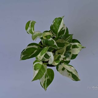 Money Plant Marble