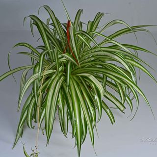 Chlorophytum 