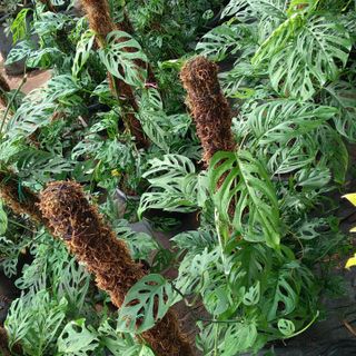 Monstera Adansonii Moss Stick